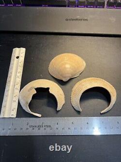 3 Nice Archaic Indian Camp Site cut Shells Jewelry From The Wolf Fam. Coll