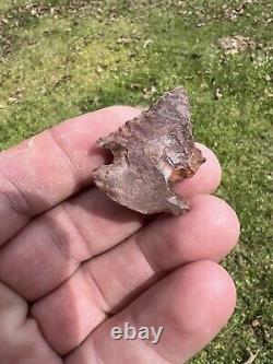 Ancient Authentic Red Jasper Pinetree From North Mississippi