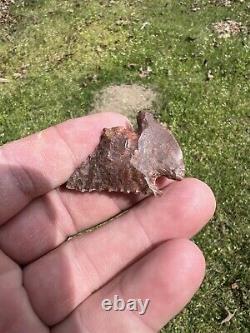 Ancient Authentic Red Jasper Pinetree From North Mississippi