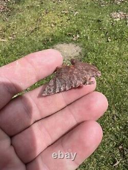 Ancient Authentic Red Jasper Pinetree From North Mississippi