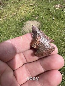 Ancient Authentic Red Jasper Pinetree From North Mississippi