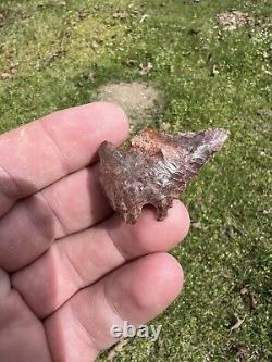 Ancient Authentic Red Jasper Pinetree From North Mississippi