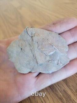 Ancient Leaf Fossil Native American Stone Effigy Rock Art, Artifacts, Tools