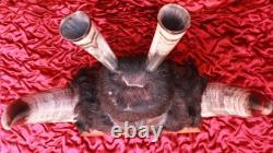 Antique Crow Native American Indian Split Buffalo Horn Bonnet early 19th Century