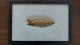 Authentic Clovis Point Early Paleo (12,500 10,600 Bp) Comes With Butler Coa