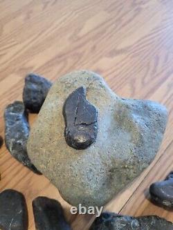 Black Jade Cougar Native American Indian Stone Effigy RockArt, Artifacts, Tools