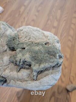 Blue Triggerfish, Native American Indian Stone Effigy RockArt, Artifacts, Tools