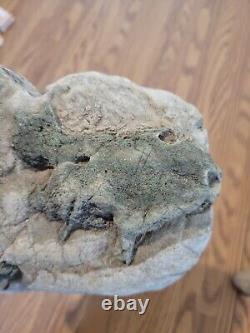 Blue Triggerfish, Native American Indian Stone Effigy RockArt, Artifacts, Tools