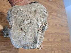 Blue Triggerfish, Native American Indian Stone Effigy RockArt, Artifacts, Tools