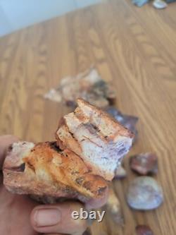 Bobcat / Snake+ Native American Indian Stone Effigy Rock Art, Artifacts, Tools