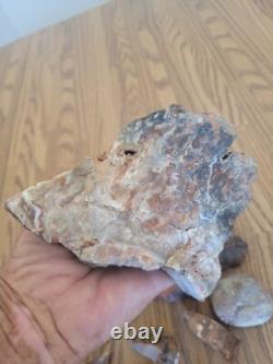 Bobcat / Snake+ Native American Indian Stone Effigy Rock Art, Artifacts, Tools Bobcat / Snake+ Native American Indian Stone Effigy Rock Art, Artifacts, Tools