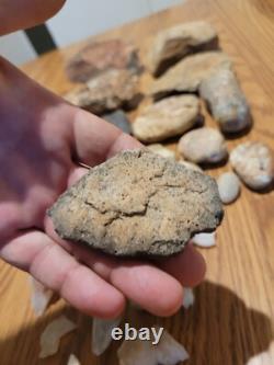 Dinosaur Head Native American Indian Stone Effigy Rock Art, Artifacts, Tools