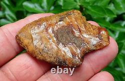 Killer! Translucent Coral Marion Florida Artifacts Deep South Arrowhead Ga Al