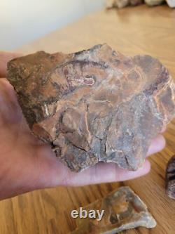 Petrified Wood Branch Anvil Native American Stone Rock Art, Artifacts, Tools