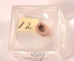 Pomo Super Miniature Basket Early/Mid 20th Century + Size 1 Magnifier Box