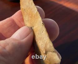 Suwanee Paleo Early Stage