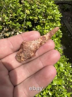 Ancien grand foret coloré authentique du nord-est du Mississippi
