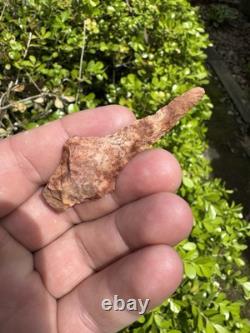 Ancien grand foret coloré authentique du nord-est du Mississippi
