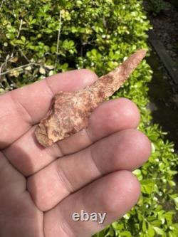 Ancien grand foret coloré authentique du nord-est du Mississippi