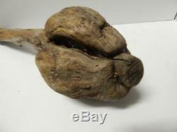 Antique Woodlands Natural Burl Guerre Du Club Indian Very Early + Old
