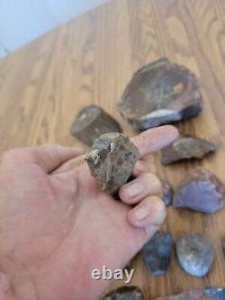 Bois pétrifié Oiseau + Art, Artéfacts, Outils en Pierre d'Effigie des Indiens Amérindiens