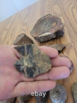 Bois pétrifié Oiseau + Art, Artéfacts, Outils en Pierre d'Effigie des Indiens Amérindiens