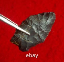 Pointe de flèche authentique paleo Spedis Oregon avec éclats précoces de 1-5/16 pouces