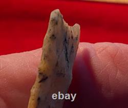 Suwanee Paléo Première Étape